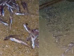 ikan bilis