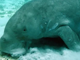 dugong