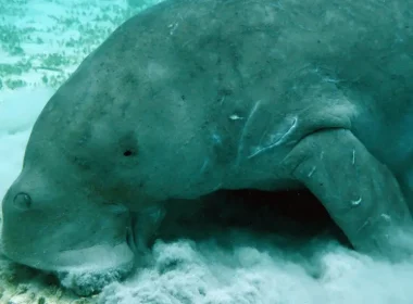 dugong