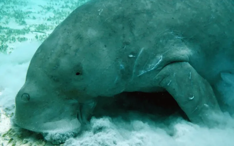 dugong